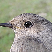 Svart rödstjärt, Sundre 20100515